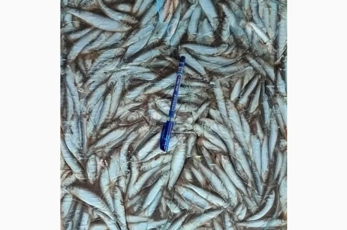 Пропонується заморожена кільки оптом- фото № 1