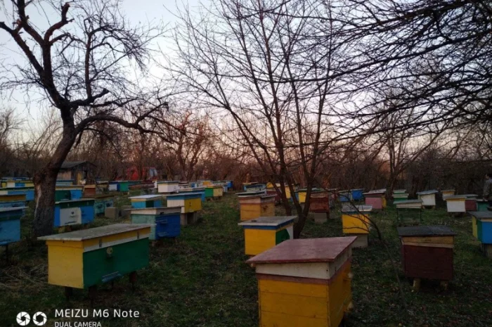 Пакети бджіл 4 та 6 рамок у великій кількості- фото № 1