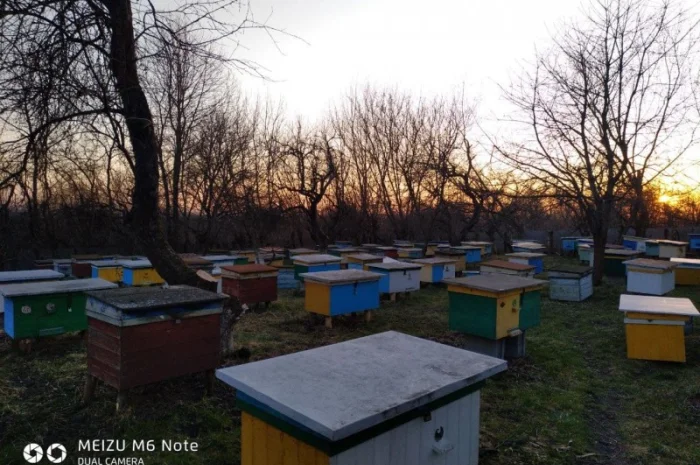 Пакети бджіл 4 та 6 рамок у великій кількості- фото № 2