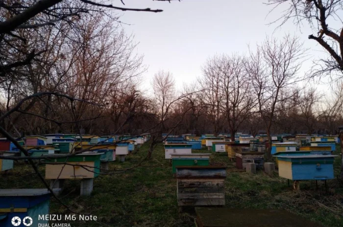 Пакети бджіл 4 та 6 рамок у великій кількості- фото № 3