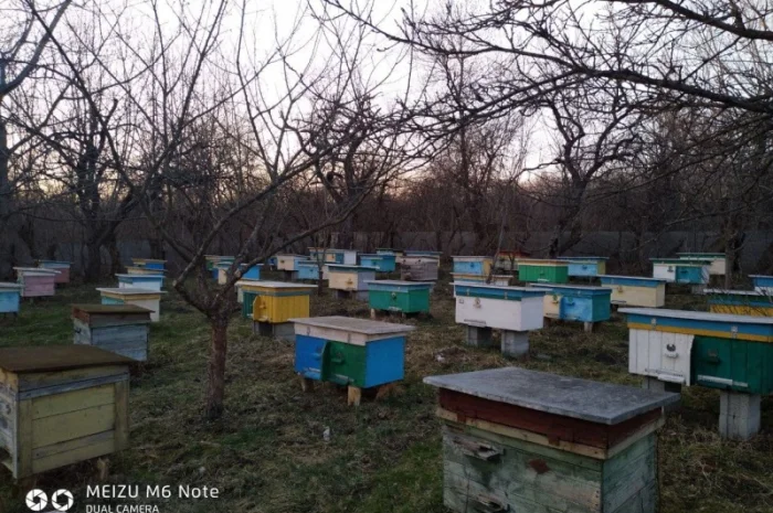 Пакети бджіл 4 та 6 рамок у великій кількості- фото № 4