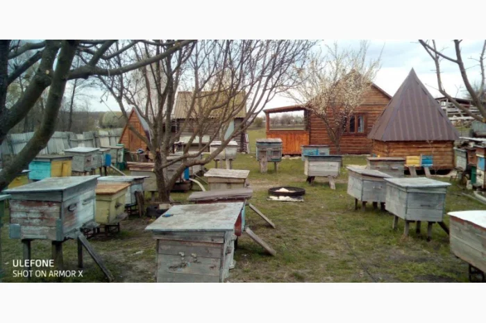 Продаються бджолопакети української степової породи- фото № 1