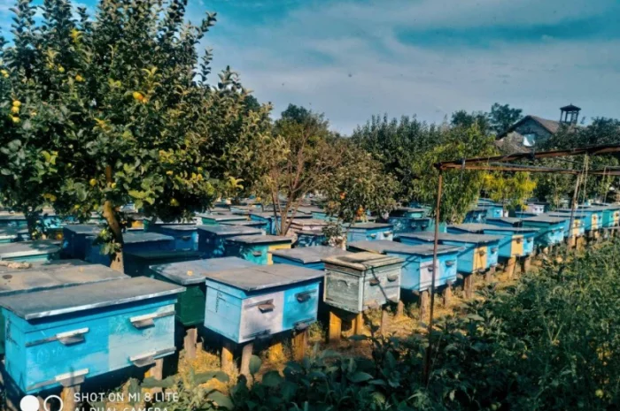 Продаж бджолопакетів у Вінниці- фото № 1