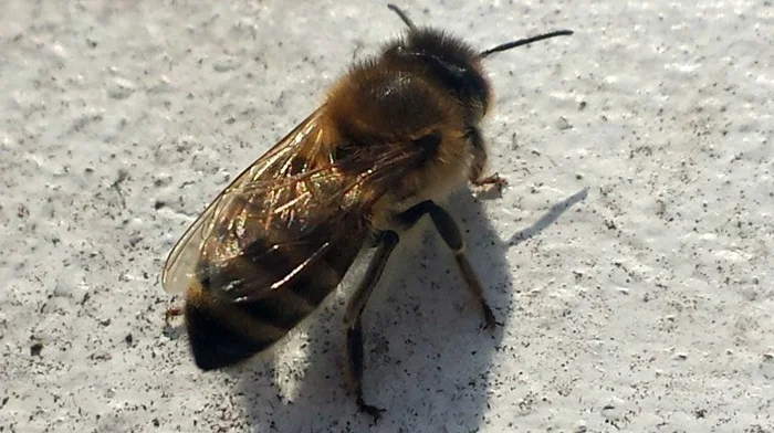 Продаються бджолопакети породи Карпатка з міченими матками- фото № 1