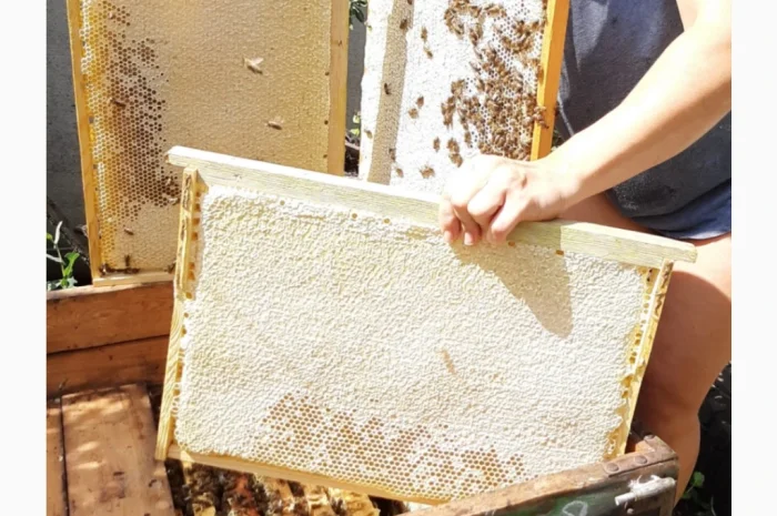 Пропонуються бджолопакети Української степової породи- фото № 1