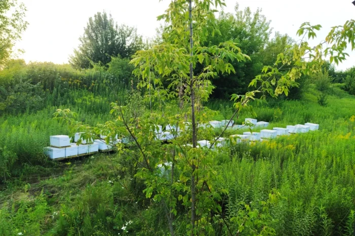 Продаж бджолопакетів Карніка - 100 шт- фото № 1