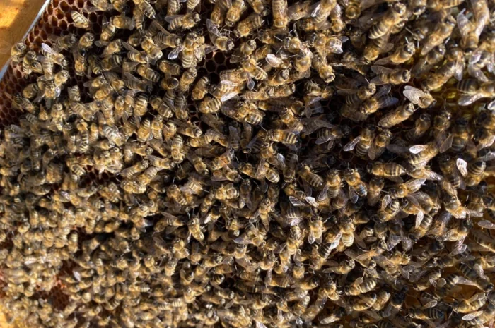 Продаются пчелопакеты карпатки- фото № 1