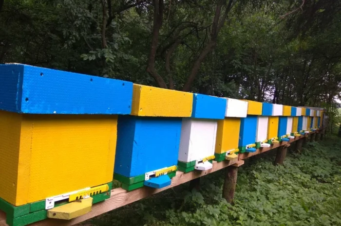 Продаж бджолопакетів Карніка- фото № 1