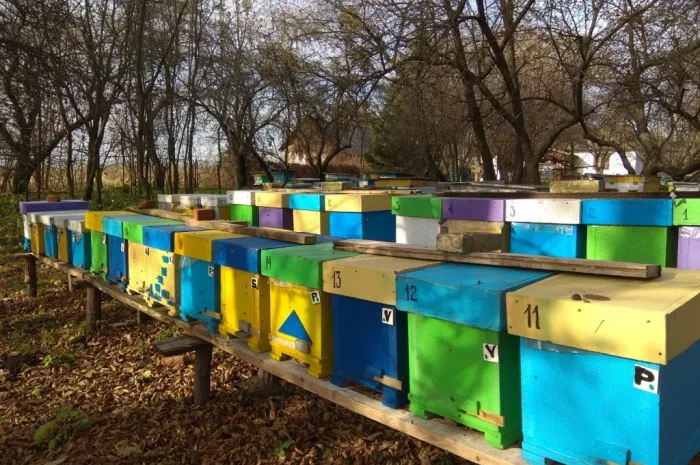 Продаж бджолопакетів Карніка- фото № 2