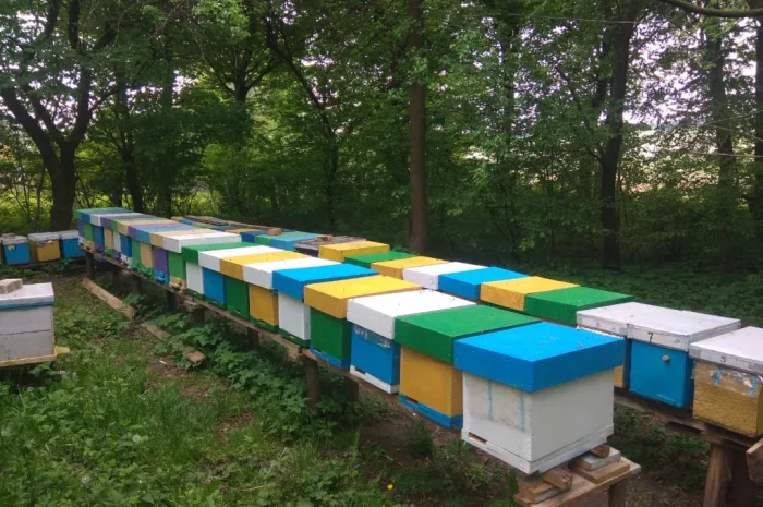 Продаж бджолопакетів Карніка- фото № 3