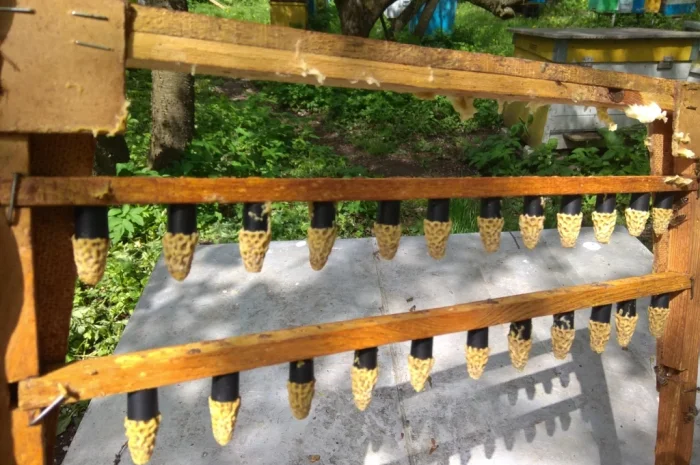 Продаж бджолопакетів Карніка- фото № 5