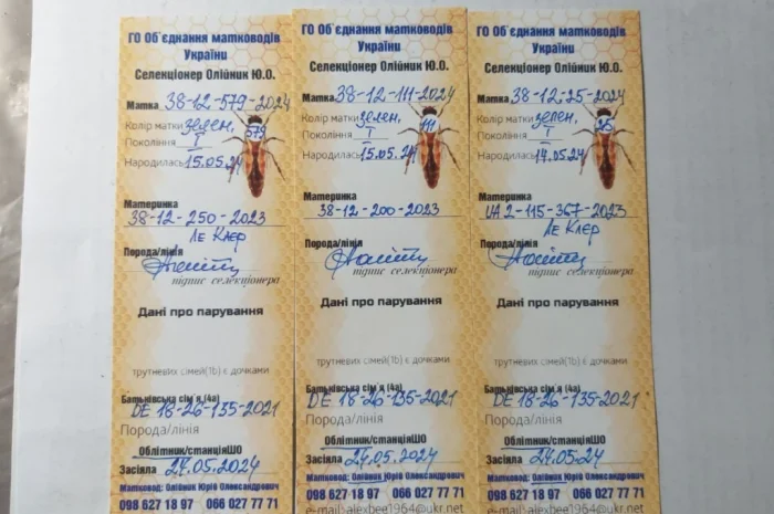 Продаж бджолопакетів Карніка- фото № 6