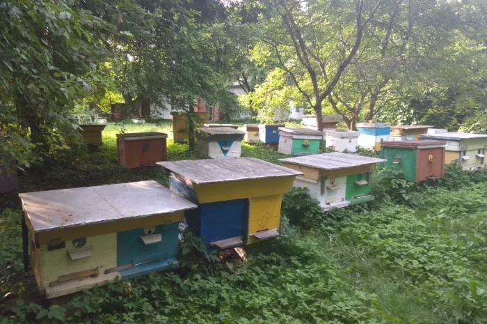 Продаж бджолопакетів Карніка- фото № 7