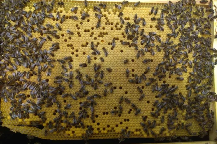 Продаж бджолопакетів Карніка- фото № 8