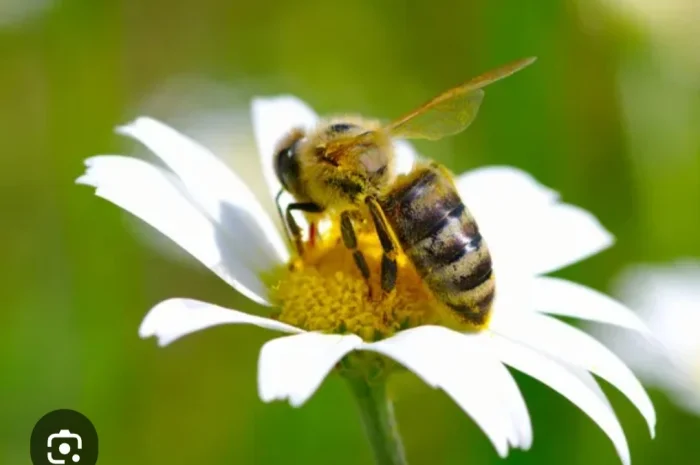 Продается бжолопакеты на 4 рамки- фото № 1