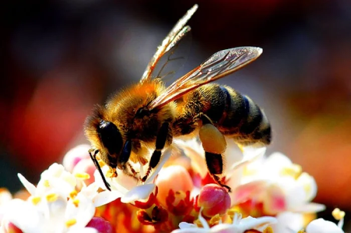 Бжолопакети Карпатка 3+1 (дадан 300) - 100 шт у продажу- фото № 1