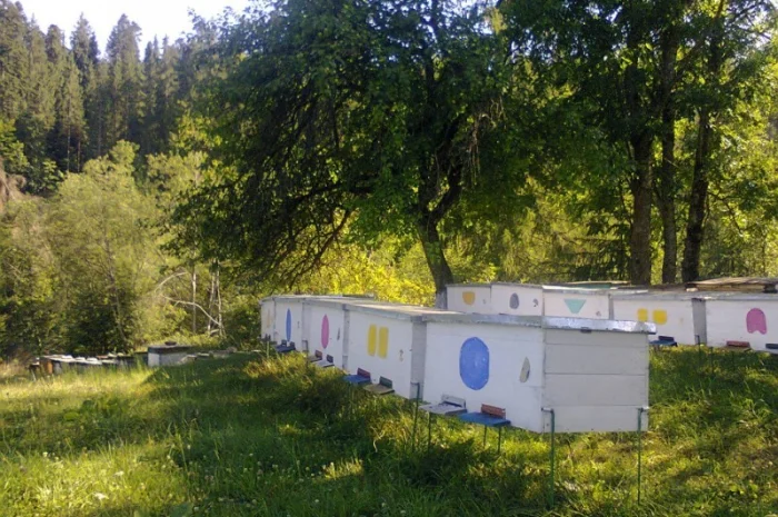 Продаються ранні бджолопакети породи 'карпатка'- фото № 1