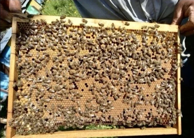 Пропонуються бджолопакети породи Карпатка- фото № 1