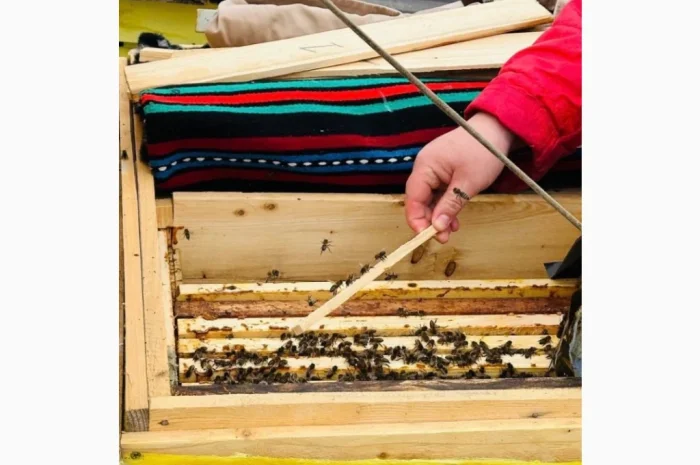 Пропонуються бджолопакети породи Карпатка- фото № 2