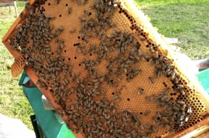 Пропонуються бджолопакети породи Карпатка- фото № 1