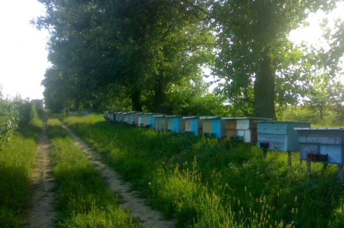 Продажа бджолопакетов 4 рамочные- фото № 1