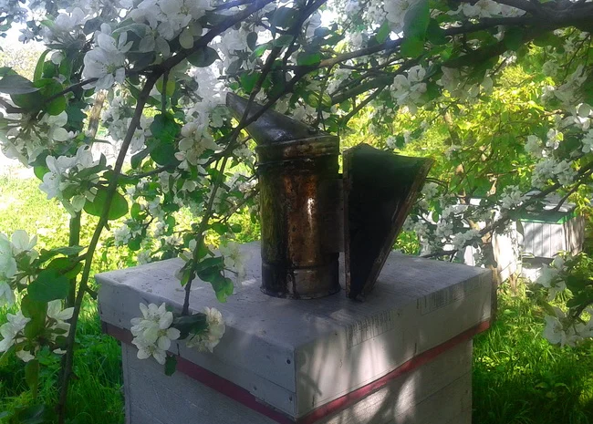 Продаються бджолопакети в Чернівцях- фото № 2