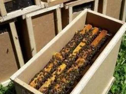 Купую бджолопакети 2026- фото № 1