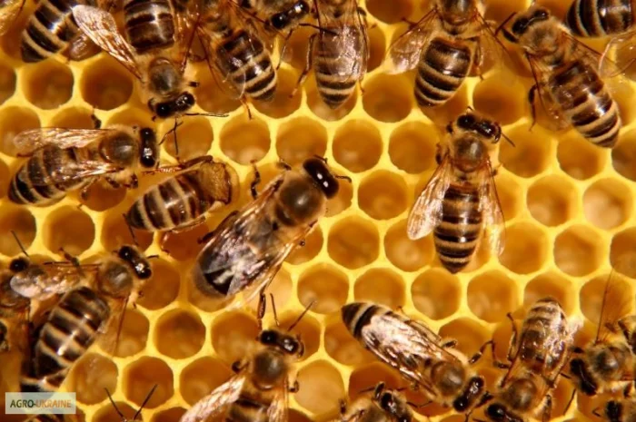 Пропонується пасіка з 39 бджолиними сім'ями- фото № 1