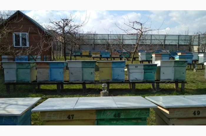 Продаются бджолопакеты и бджолосім'ї- фото № 1