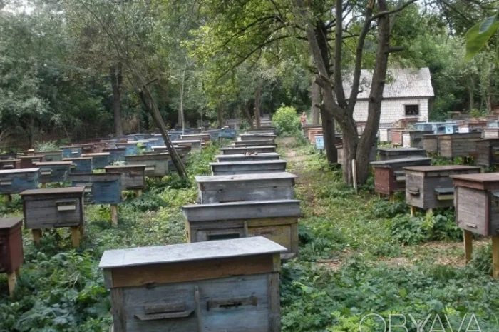 Продаются бджолосім'ї- фото № 1