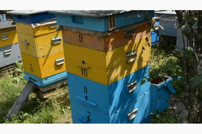 Продаются пчелосемьи весной- фото № 1