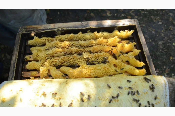 Продаются пчелосемьи весной- фото № 2