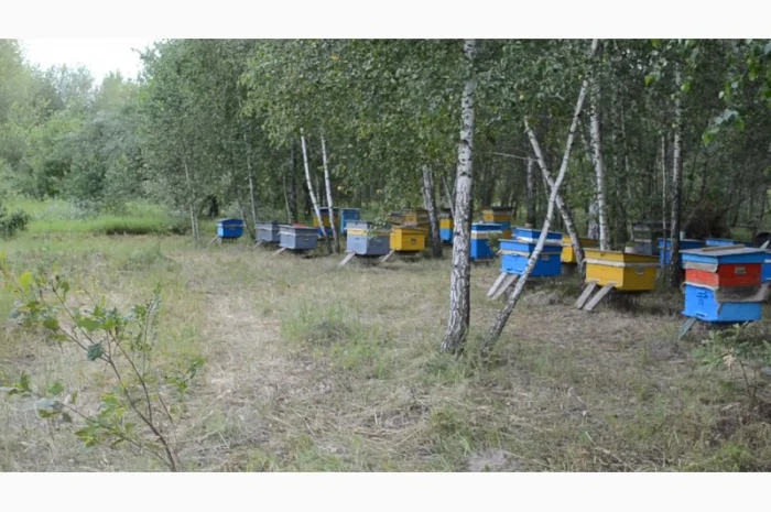 Продаются пчелосемьи весной- фото № 3