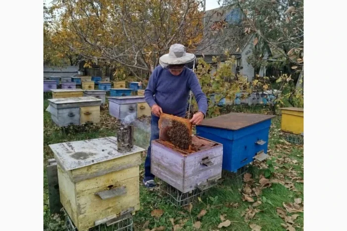 Продажа пчелосемей- фото № 1