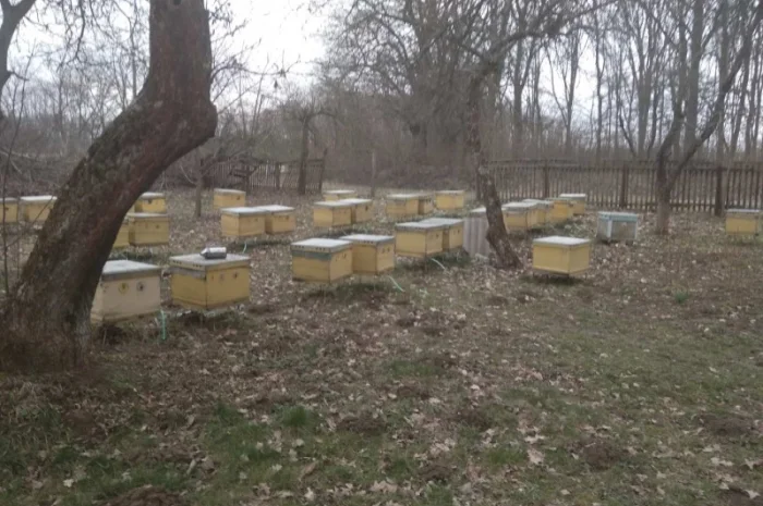 Продаются бджолосім'ї в Виннице- фото № 1
