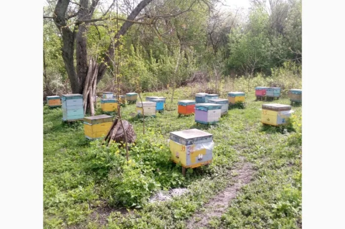 Продаются пчелосемьи степной породы- фото № 1