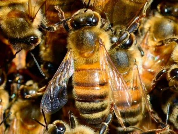 Продаются пчелы и пчелосемьи- фото № 1