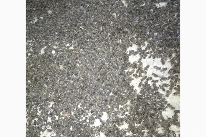 Куплю подмор пчел оптом- фото № 1