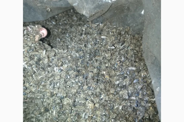 Куплю подмор пчел оптом- фото № 2