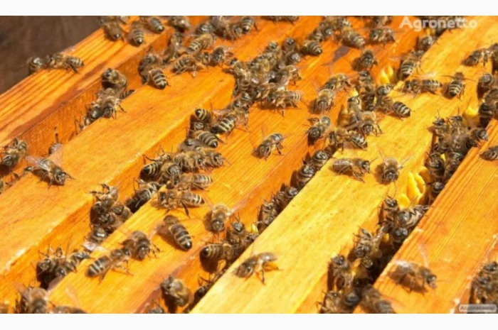 Продажа пчелиных семей- фото № 1