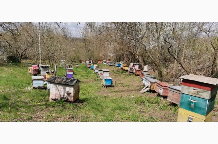 Продаются ульи с семьями пчел- фото № 1