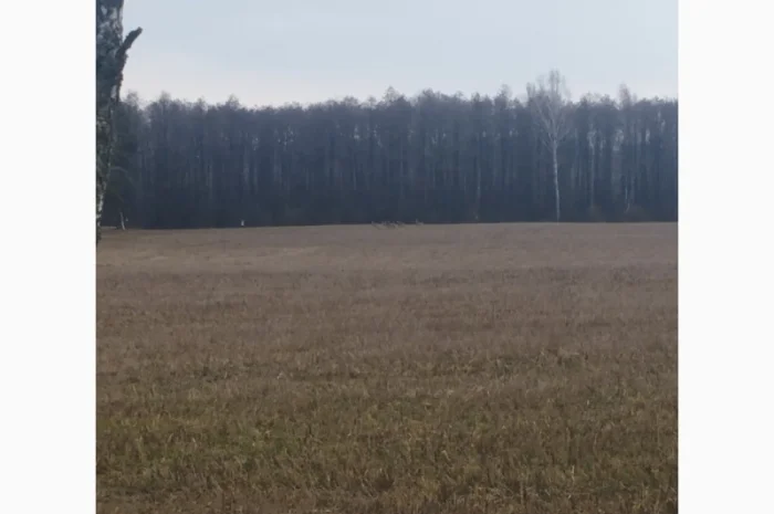 Розліснення полів- фото № 1