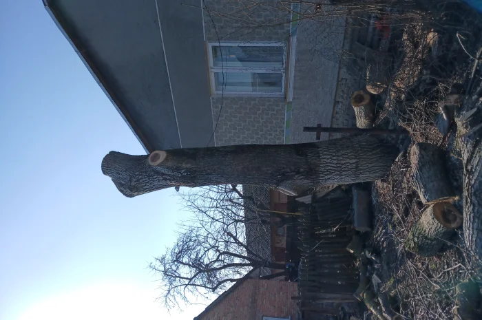 Стовбур горіха для мебели- фото № 1