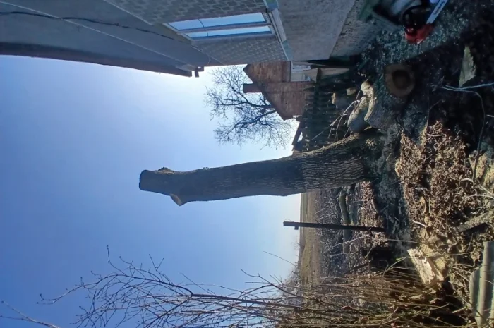 Стовбур горіха для мебели- фото № 2