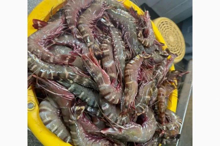 Свежий осьминог для продажи- фото № 1