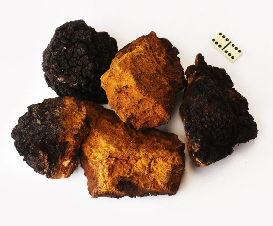 Настоянка чаги для лікування шкірних захворювань- фото № 5