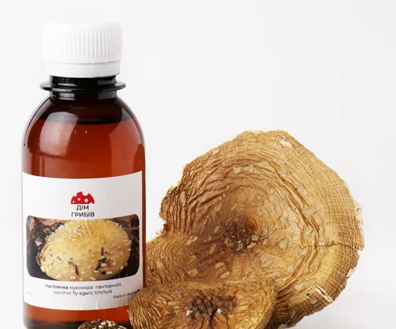 Настойка пантерного мухомора для здоровья- фото № 1