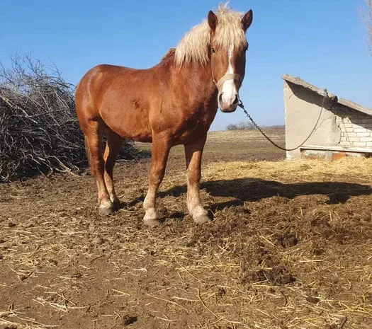 Продаж жеребця породи Радянський ваговоз, 4 роки- фото № 1