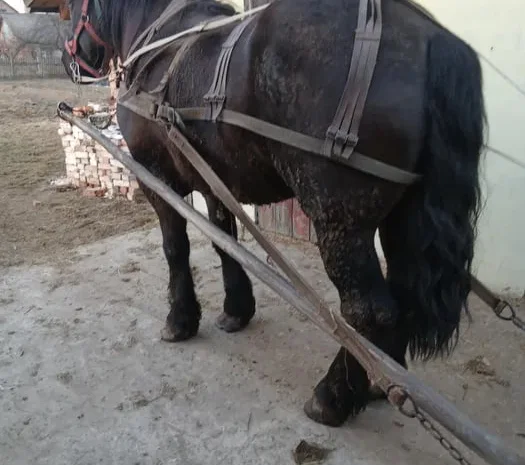 Жеребець ваговоз для парування, вага 900 кг- фото № 1