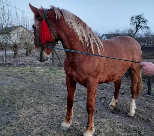 Продаж жеребця, у травні буде 2 роки- фото № 1